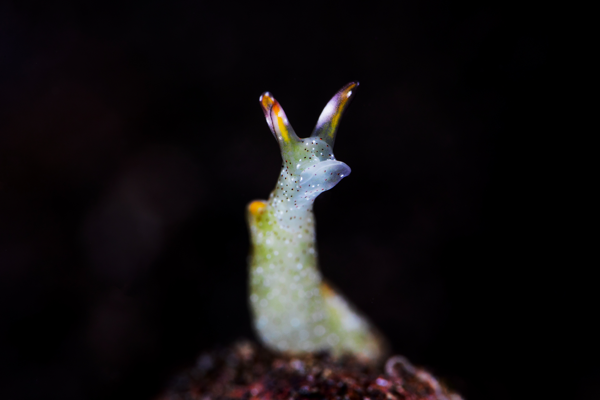 Elysia Ornata, Tulamben